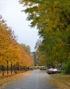 Autumn colors in Dresden.