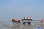 Carriage rides through the mud flats (basically extremely muddy tidal pools).